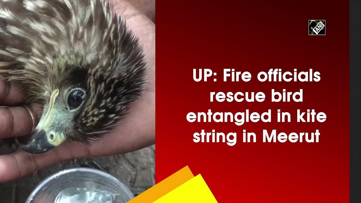 UP: Fire officials rescue bird entangled in kite string in Meerut