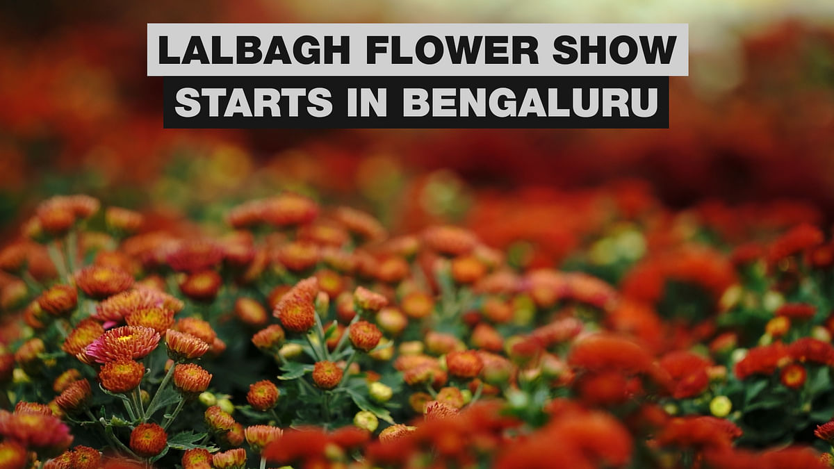 What's new at the Lalbagh flower show this year?