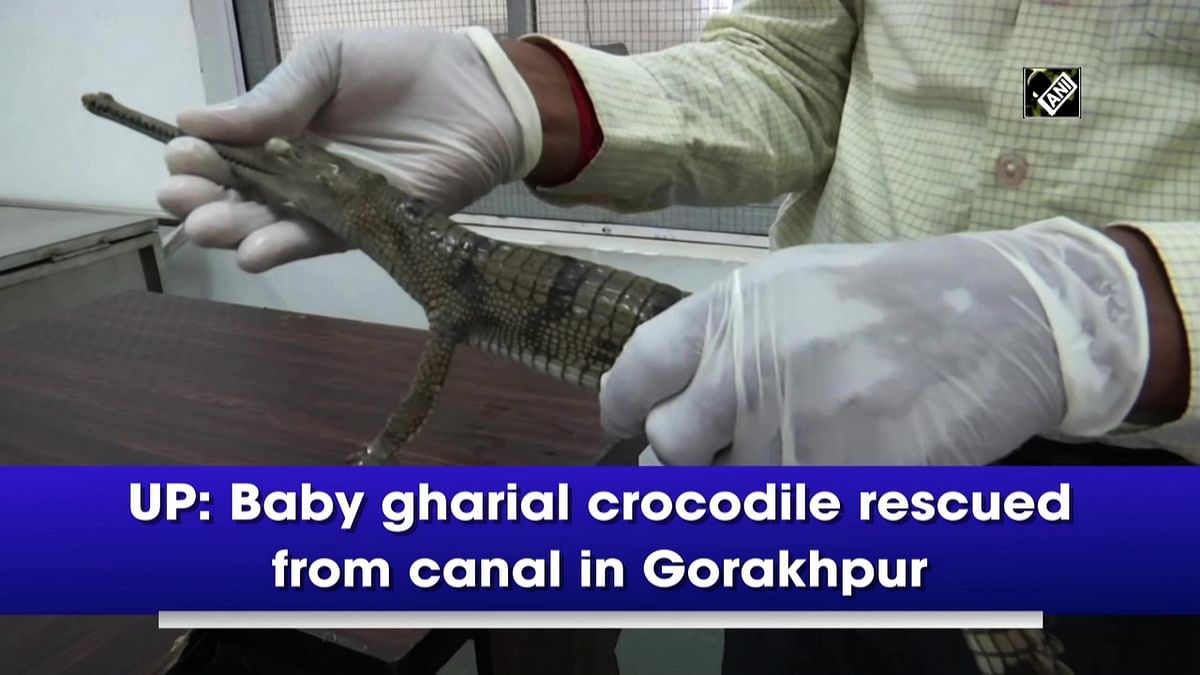 UP: Baby gharial crocodile rescued from canal in Gorakhpur