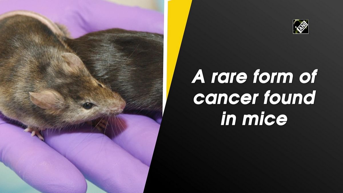 A rare form of cancer found in mice
