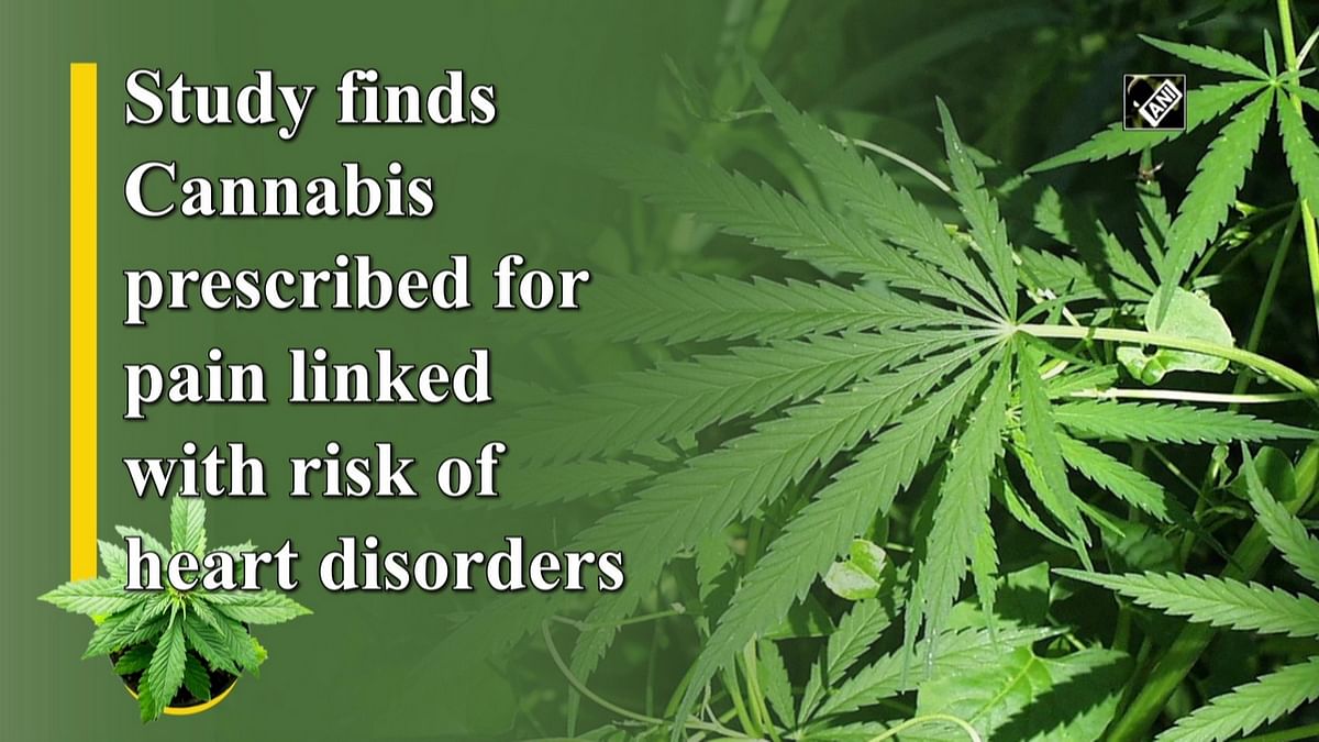 Study finds Cannabis prescribed for pain linked with risk of heart disorders
