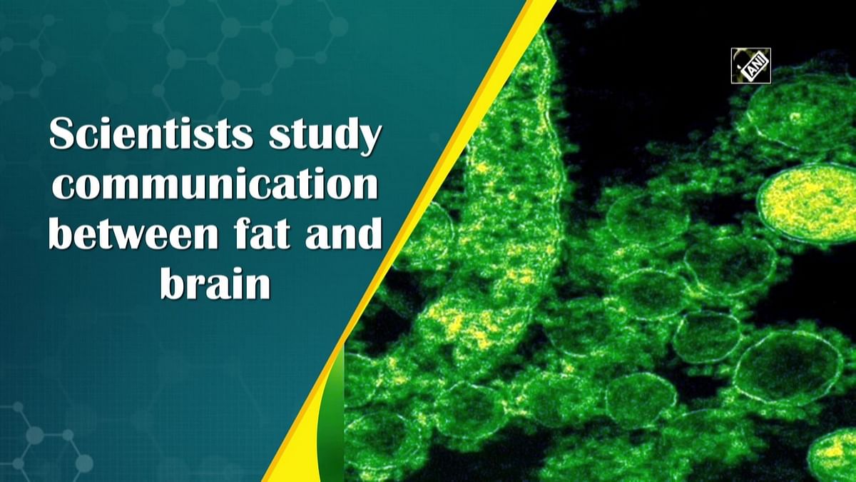 Scientists study communication between fat and brain