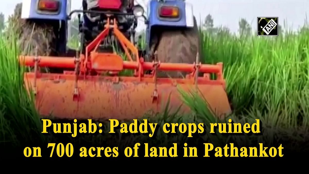 Paddy crops ruined on 700 acres of land in Punjab's Pathankot