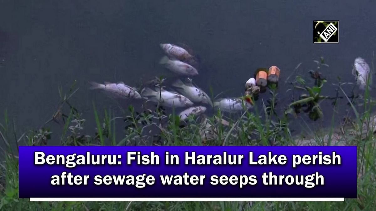 Bengaluru: Fish in Haralur Lake perish due to sewage water seepage