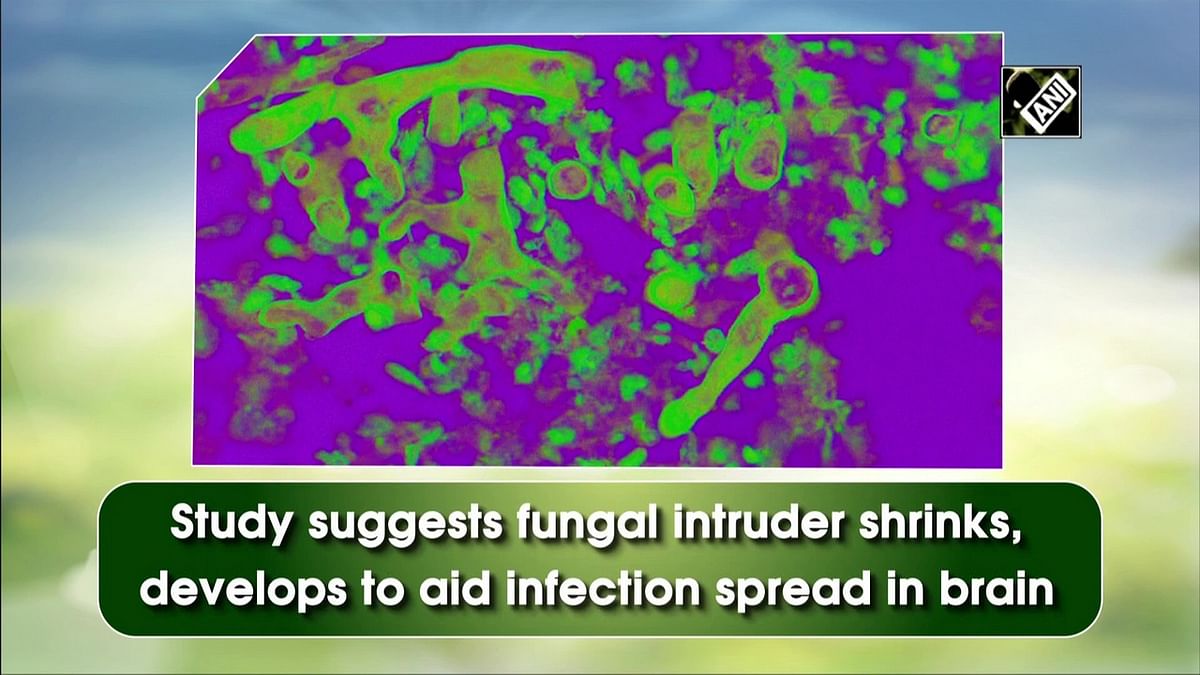 Study suggests fungal intruder shrinks, develops to aid infection spread in brain