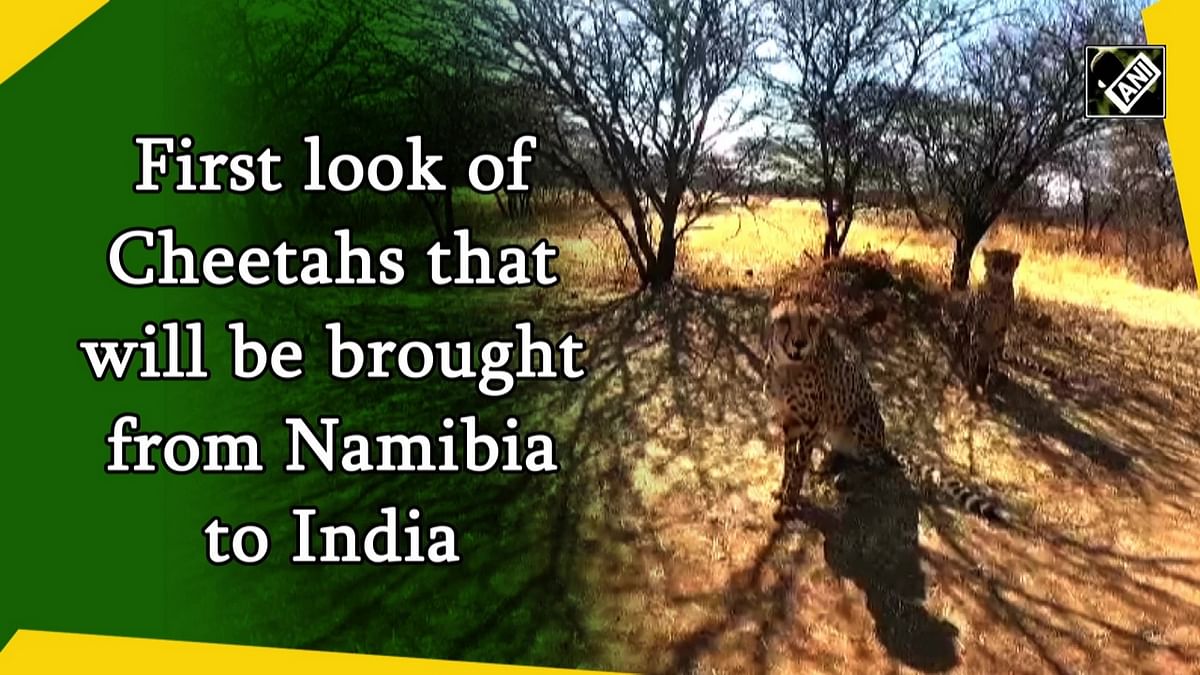 First look: Cheetahs are coming to India from Namibia 