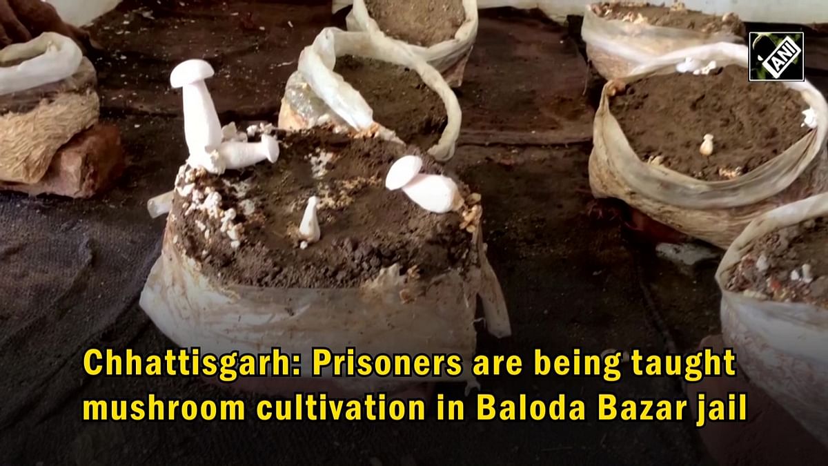 Chhattisgarh: Prisoners learn mushroom cultivation in Baloda Bazar jail