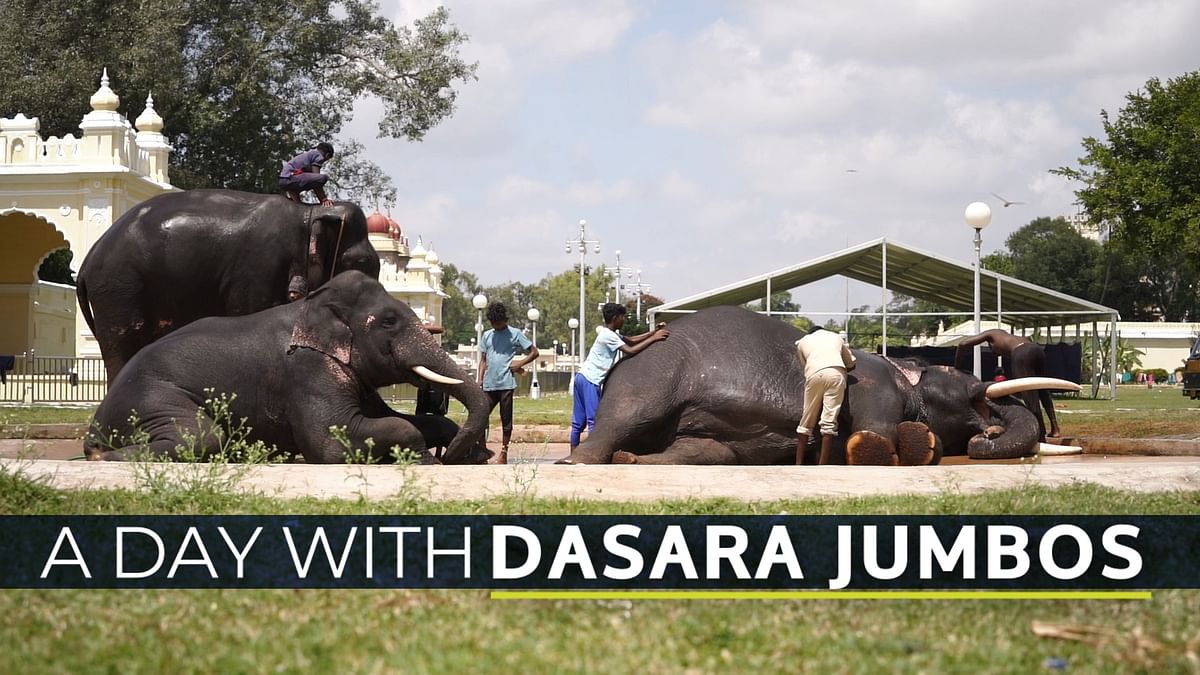 Mysuru Dasara 2022 | How Dasara elephants train for Jumbo Savari