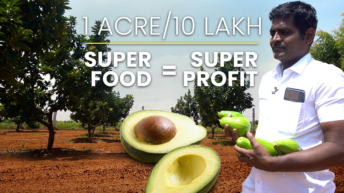 Karnataka farmers' experiment with exotic fruits pays off