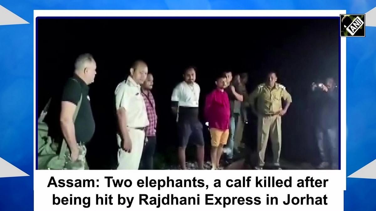 Assam: Two elephants, calf killed after being hit by Rajdhani Express in Jorhat
