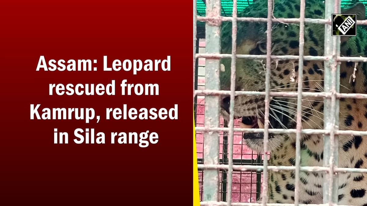 Assam: Leopard rescued from Kamrup, released in Sila range