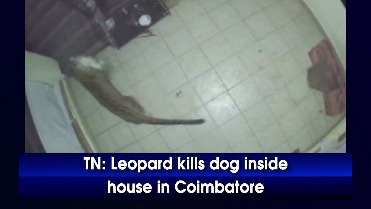 TN: Leopard kills dog inside house in Coimbatore