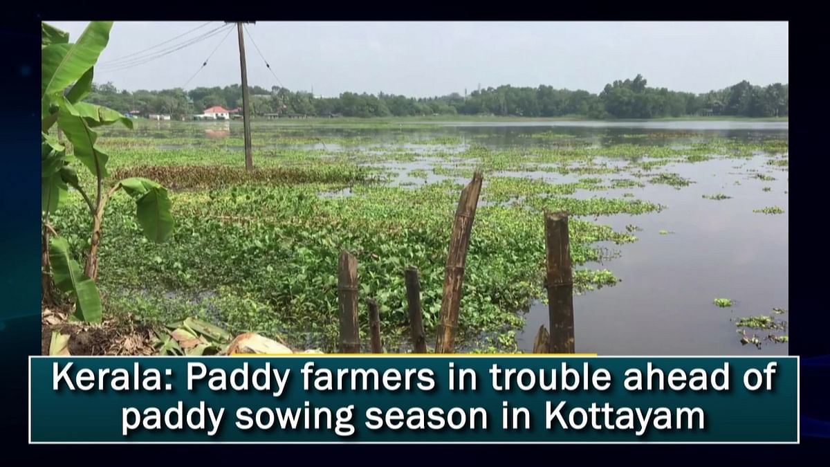 Kerala: Paddy farmers in trouble ahead of paddy sowing season in Kottayam