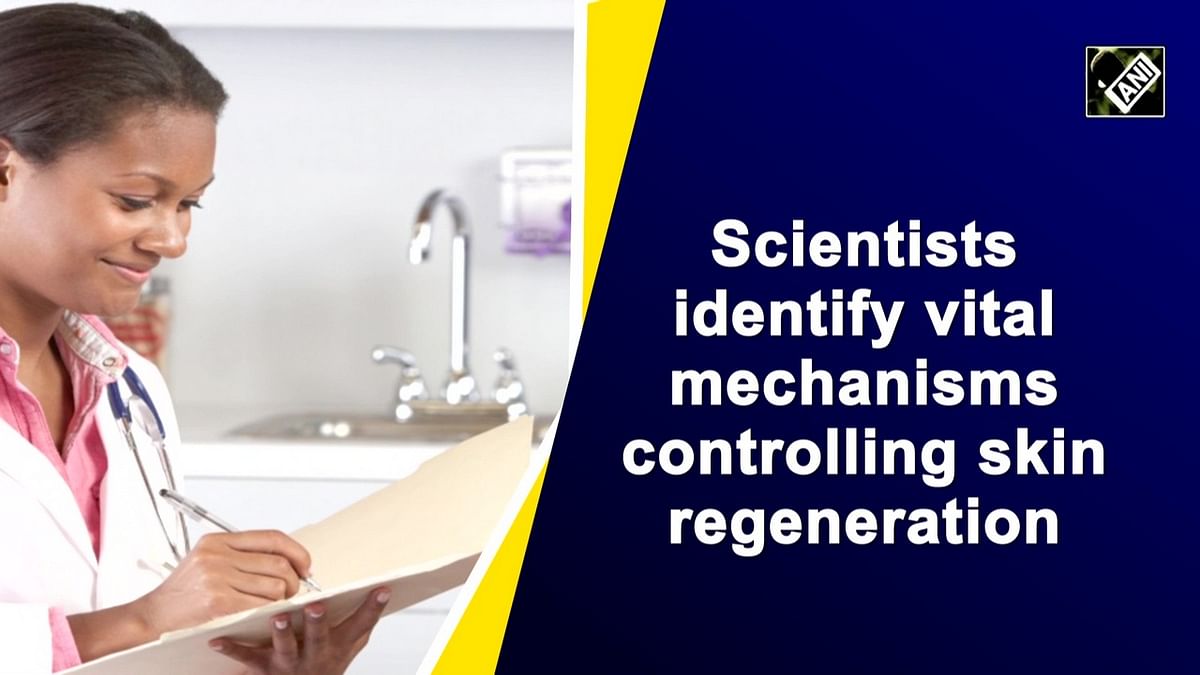 Scientists identify vital mechanisms controlling skin regeneration
