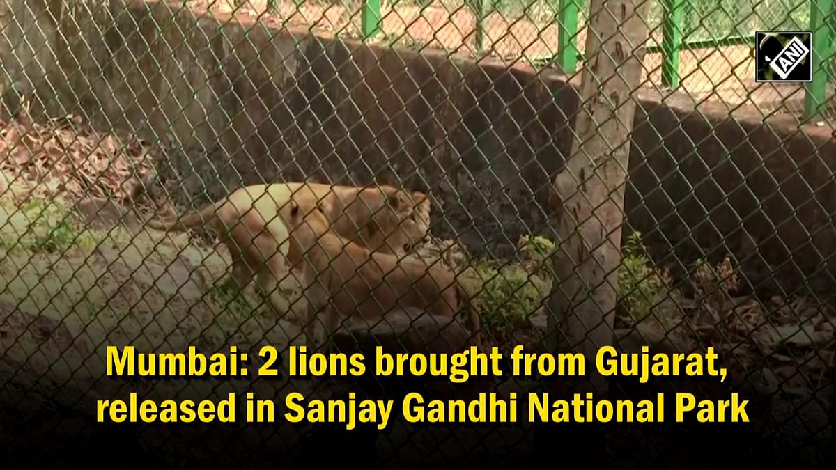 Mumbai: 2 lions brought from Gujarat, released in Sanjay Gandhi National Park