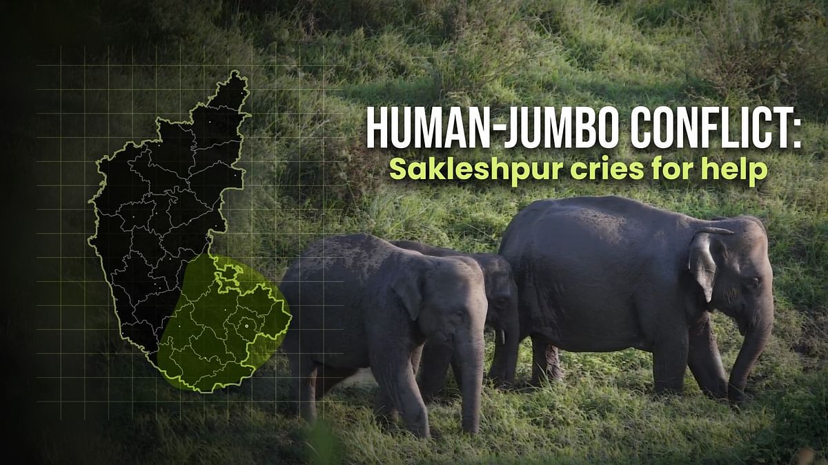 Man-elephant conflict remains unresolved in Sakleshpur