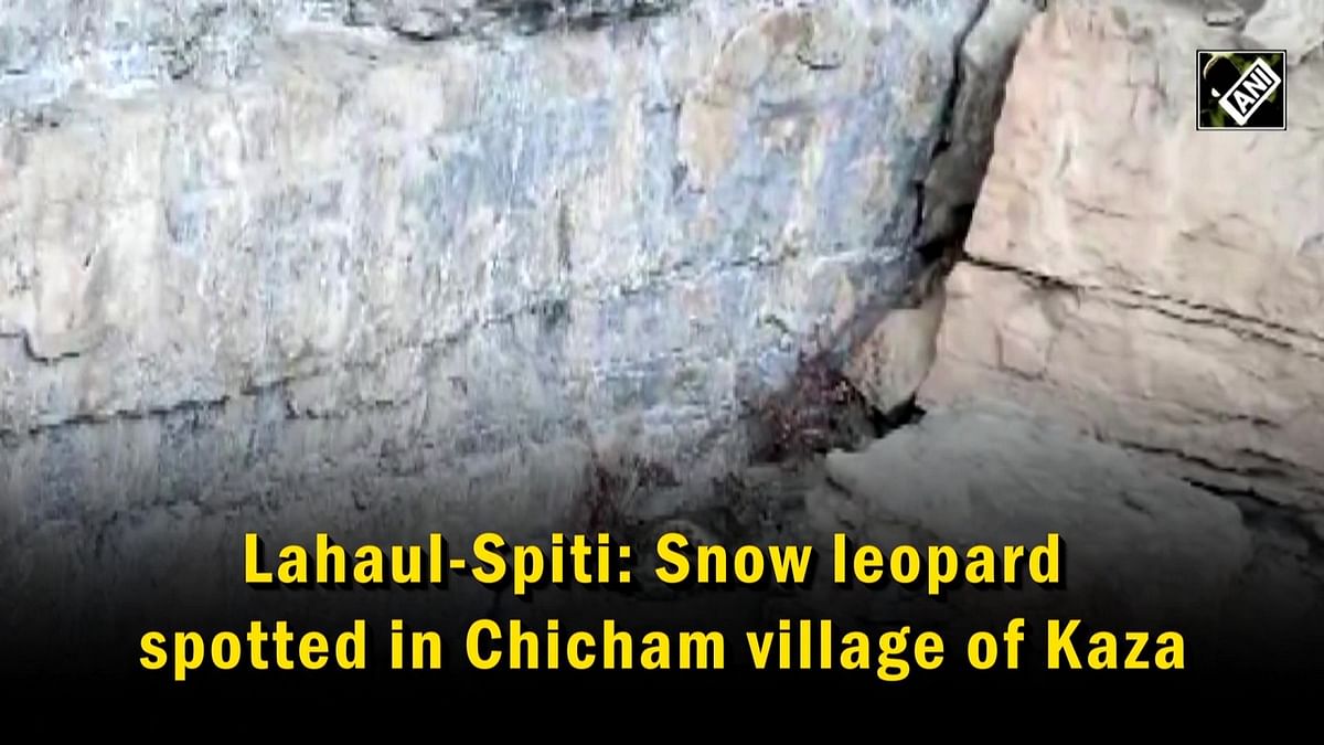 Lahaul-Spiti: Snow leopard spotted in Chicham village of Kaza