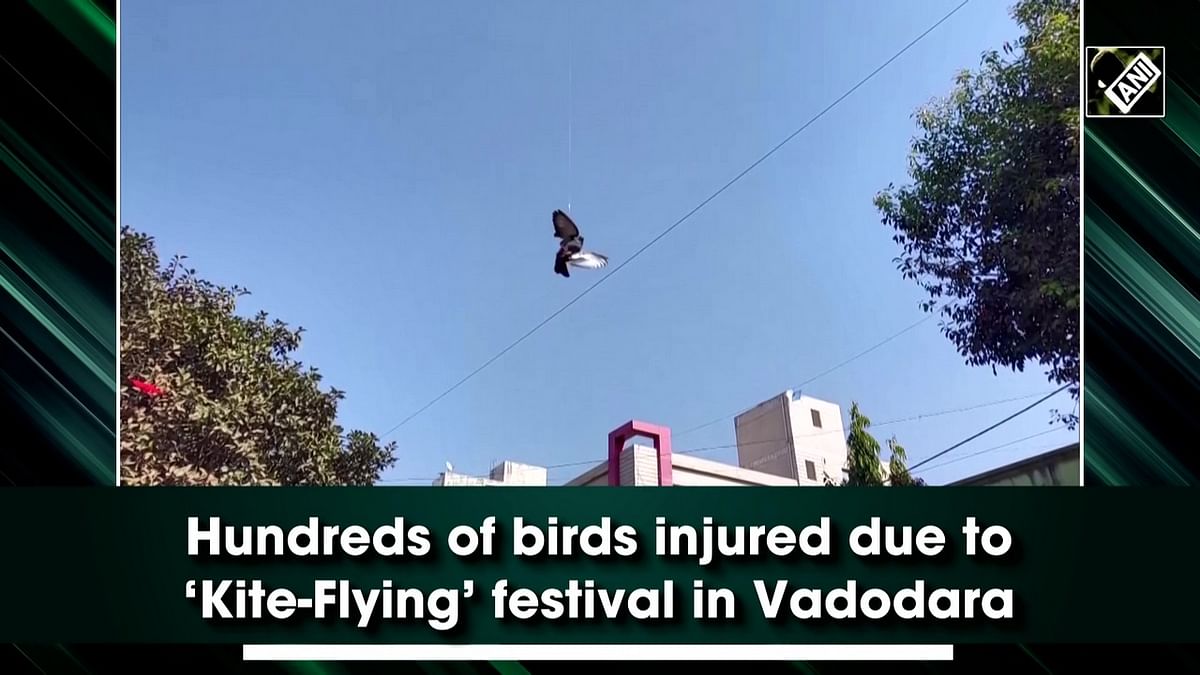 Vadodara: Hundreds of birds injured amid kite festival