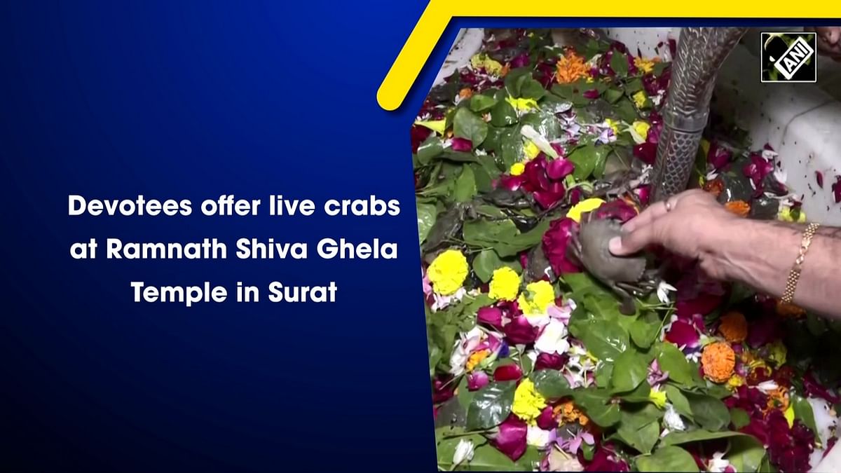 Devotees offer live crabs at Ramnath Shiva Ghela Temple in Surat 