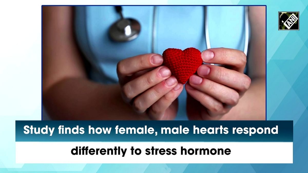 Study finds how female, male hearts respond differently to stress hormone