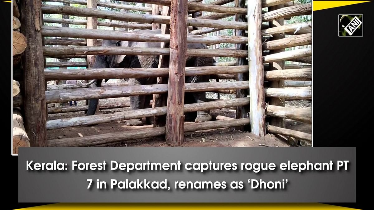 Kerala: Forest Department captures rogue elephant PT 7 in Palakkad, renames as ‘Dhoni’ 
