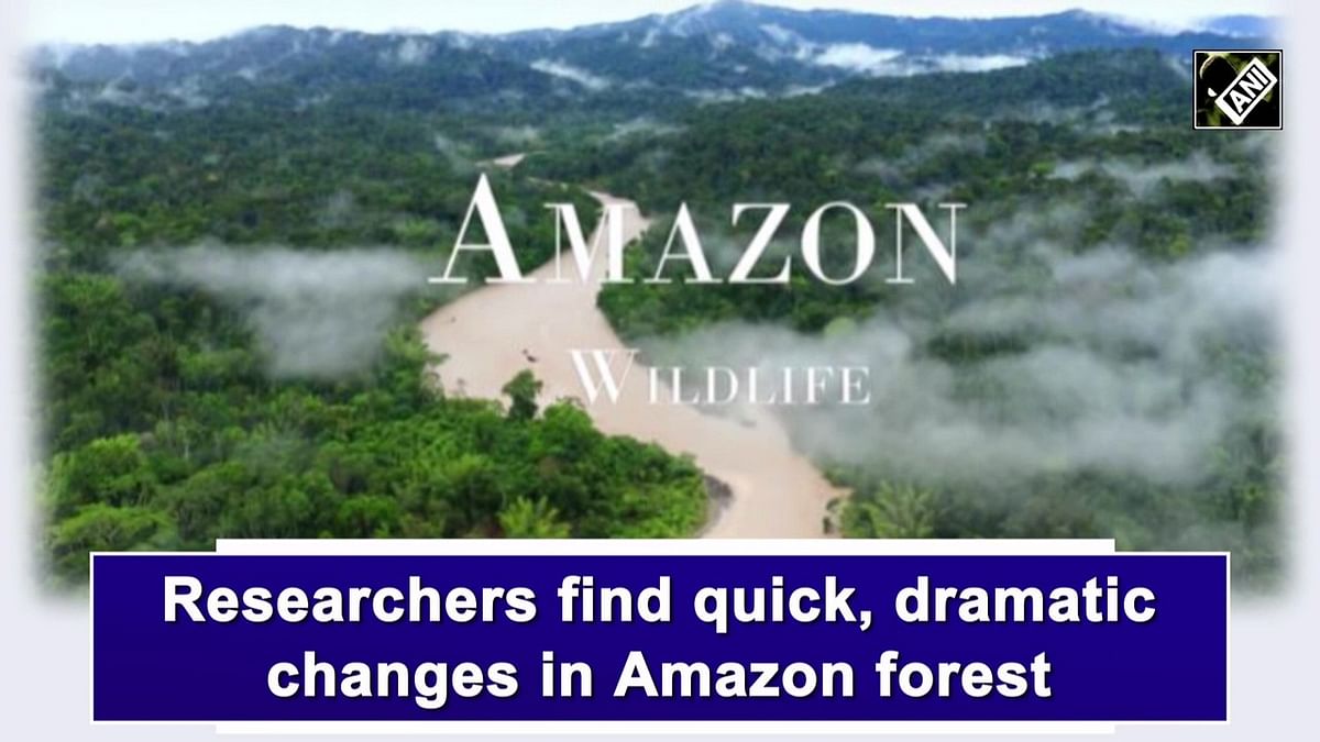 Researchers find quick, dramatic changes in Amazon forest