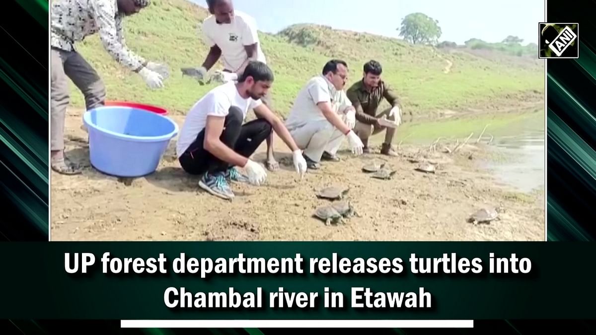 UP forest department releases turtles into Chambal river 