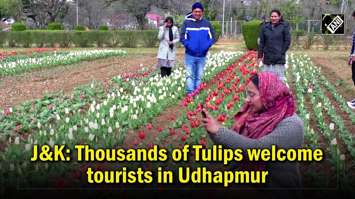 Thousands of tulips welcome tourists in J&K's Udhampur 