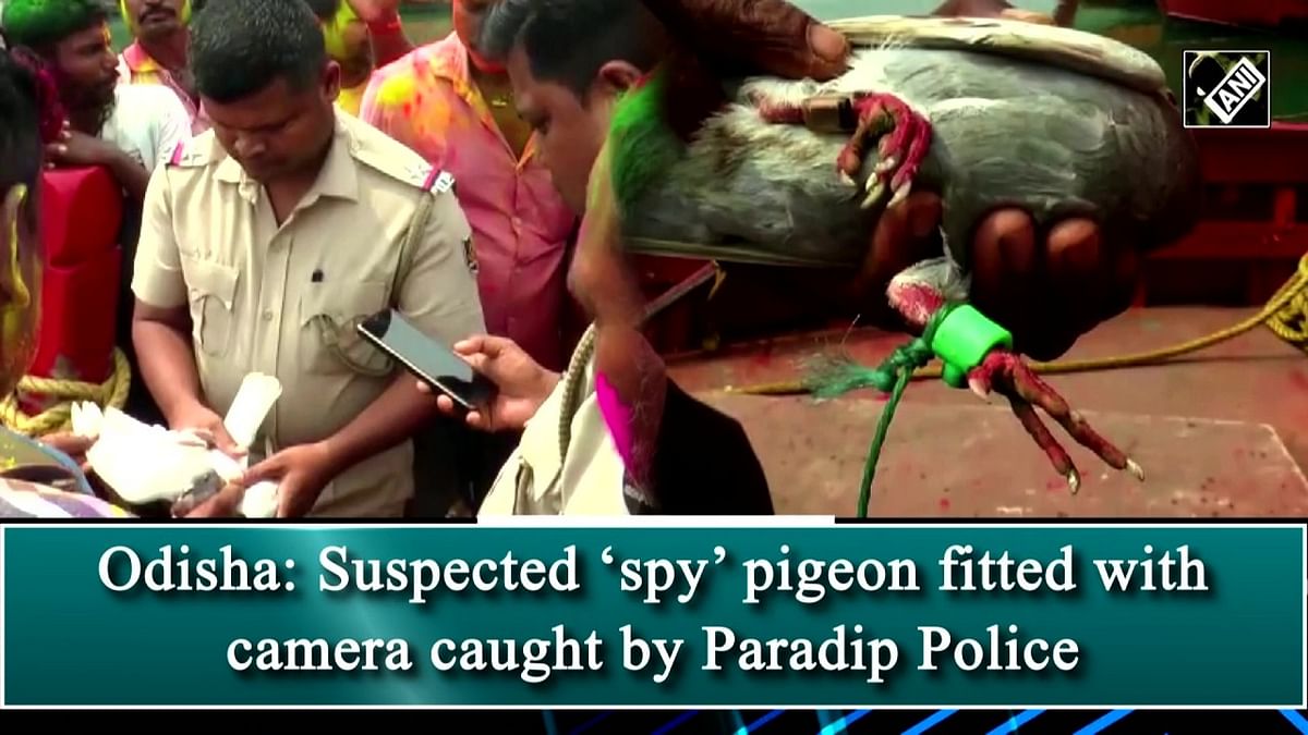 Odisha: Suspected 'spy' pigeon fitted with camera caught