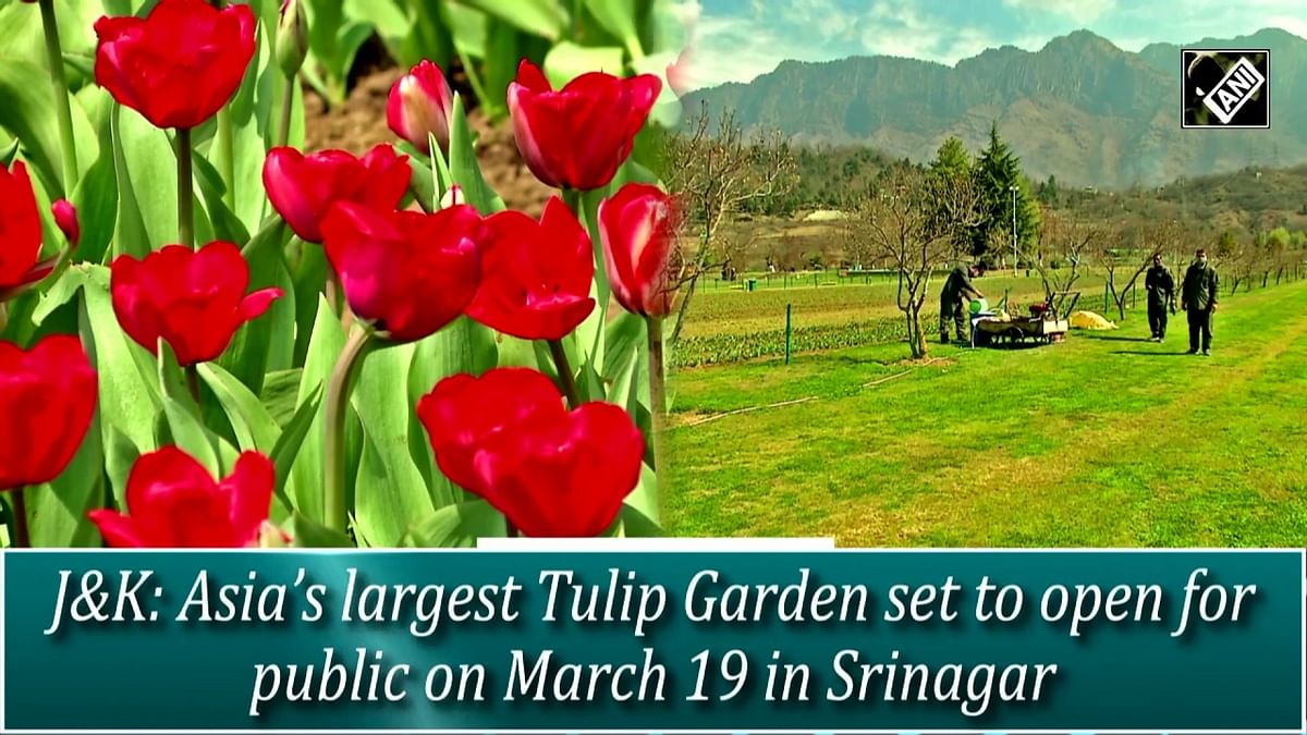 Asia’s largest Tulip Garden to open for public in J&K