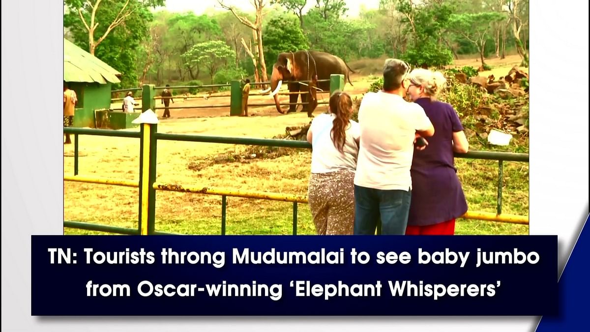Tamil Nadu: Tourists throng Mudumalai to see baby jumbo from Oscar-winning ‘Elephant Whisperers’ 