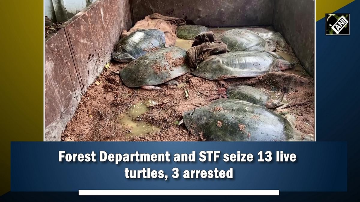 Forest Department and STF seize 13 live turtles, 3 poachers arrested
