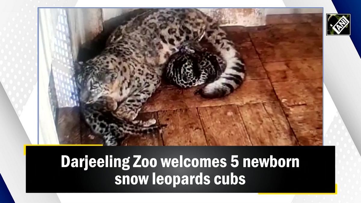 Darjeeling Zoo welcomes 5 newborn snow leopards cubs 
