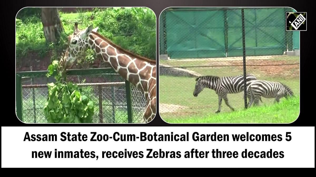 Assam State Zoo-Cum-Botanical Garden welcomes five new animals, receives Zebras after three decades