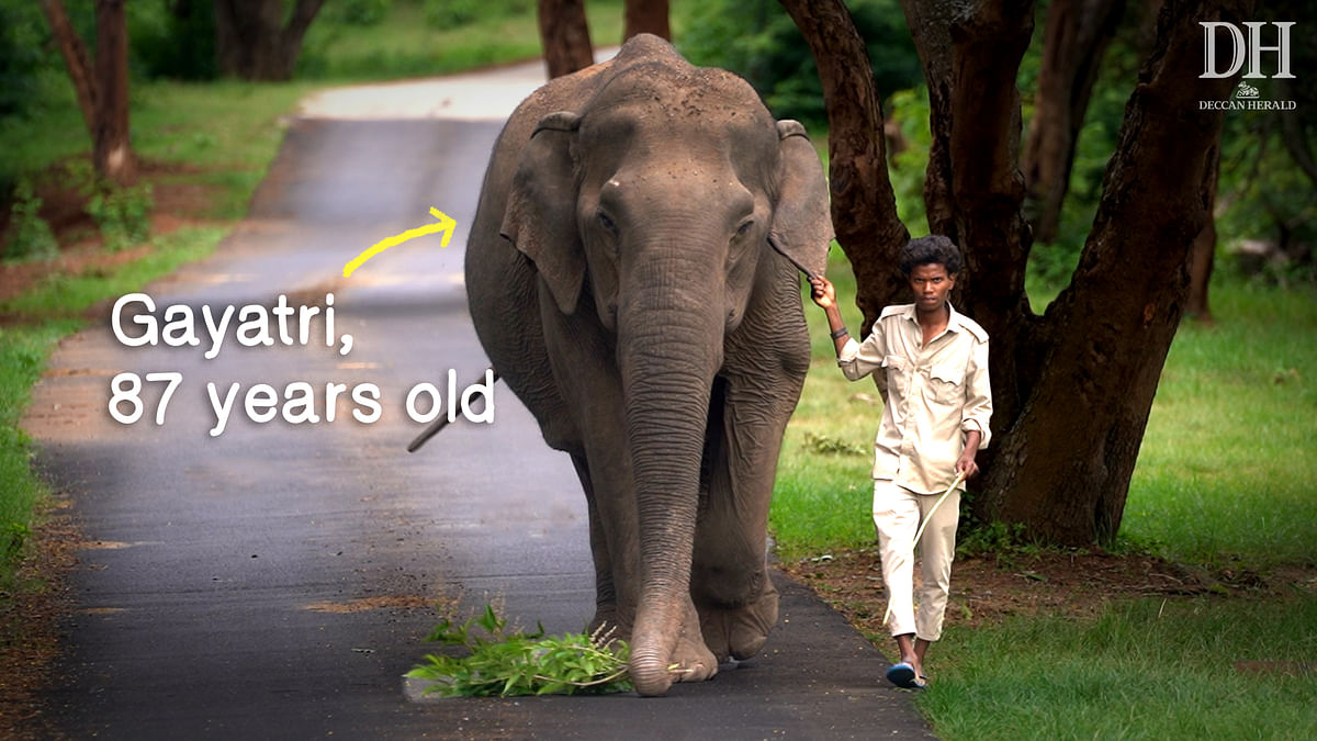 Why Gayatri(87) Bannerghatta zoo’s blind and deaf elephant spends her nights in the forest
