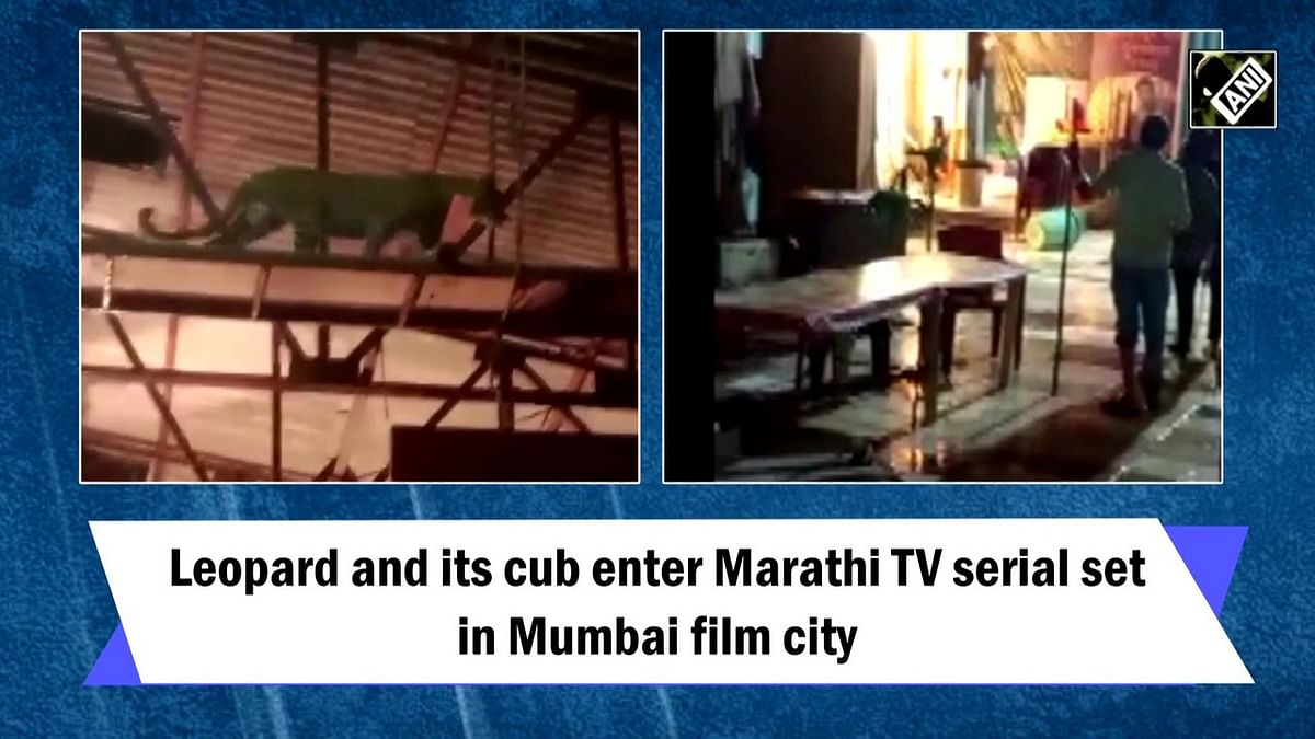 Leopard and its cub enter Marathi TV serial set in Mumbai film city