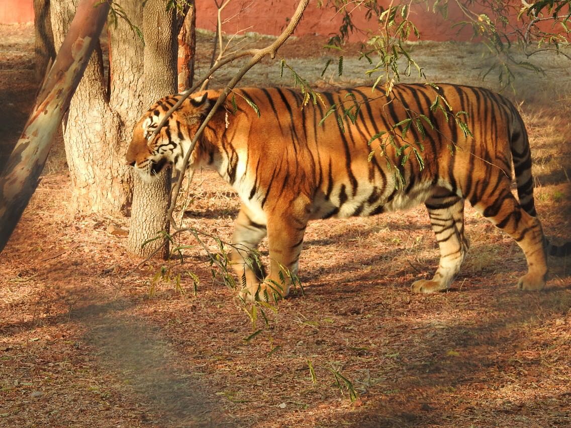 A tiger in Binkadakatti Zoo