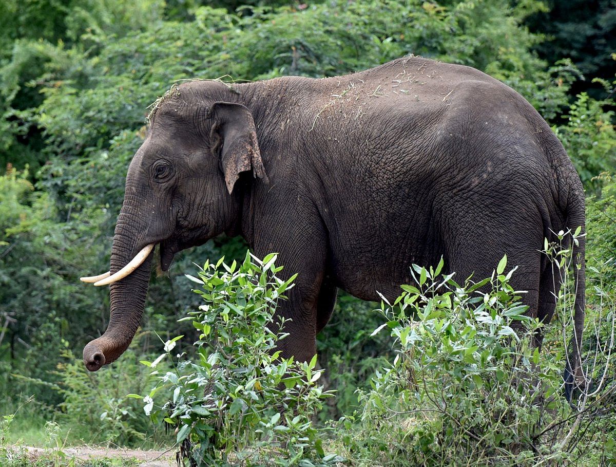 An elephant in Nagarhole