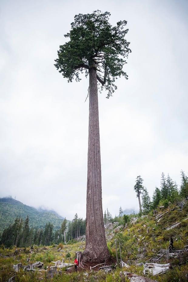 Thought to be a 1000-year-old tree, the Douglas Fir in Canada pictured above standstall in a logged forest in <g class=