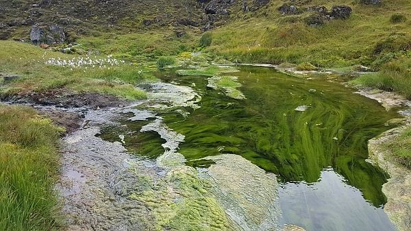 Greenery of Landmannalaugar, Highlands of Iceland.