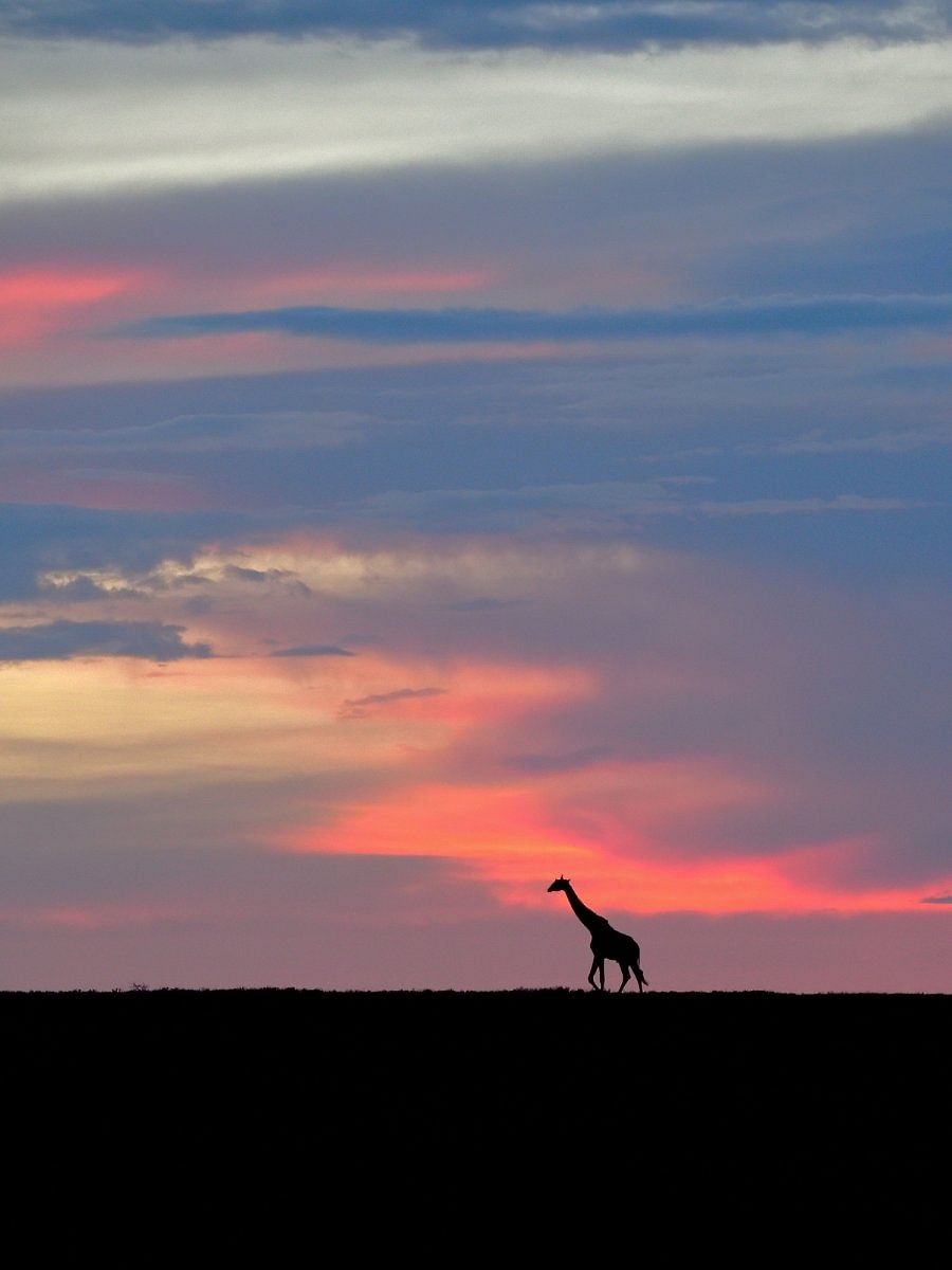 A giraffe captured byParag in Tanzania.