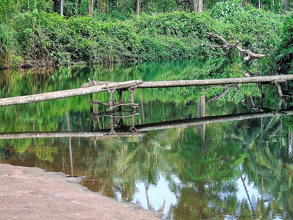 A make-shift bridge made of tree trunks across River Kushavati at the site of petroglyphs at Usgalimal in South Goa.