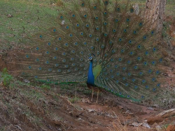 A peacock flaunting its feathers