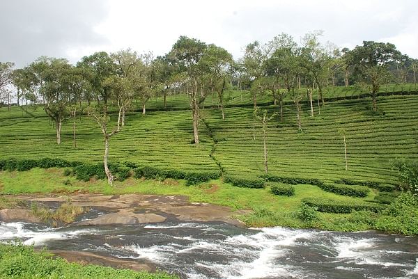 A perennial stream in a tea plantation