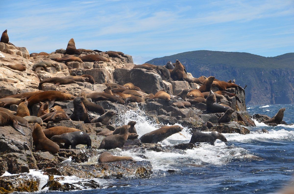 Seals in Bruny Island, Tasmania