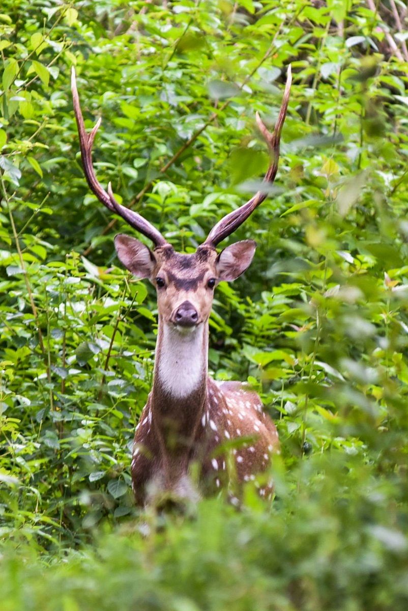 A spotted deer in Bandipur National Park