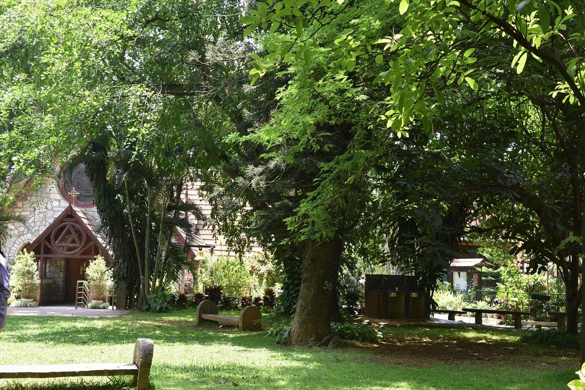 Some of the trees in the sacred grove are 150 years old.