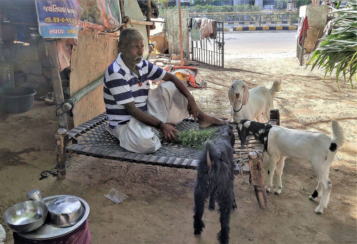 IN HARMONY For Bawre men, goats, cows and other animals are integral to their existence.