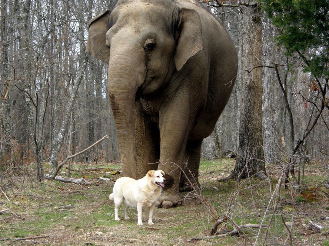 BFFs Tarra the elephant and Bella the stray dog.