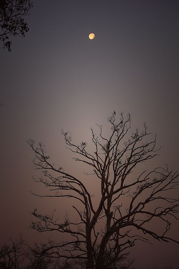 Bharatpur black shouldered kite and moon